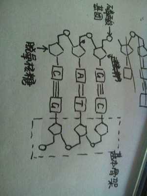 DNA硫代磷酸盐骨架,硫代磷酸酯的作用与用途 