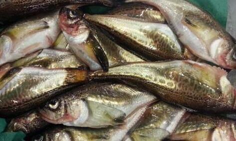  磷酸盐淡水鱼「磷酸盐对鱼的影响」