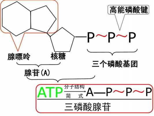  磷脂，atp均需要磷酸盐「atp中的磷酸」